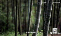 竹子视频,探寻自然之美，感受生命力量